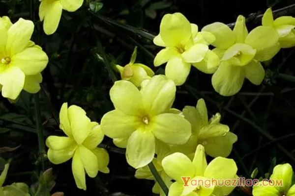 迎春花花语