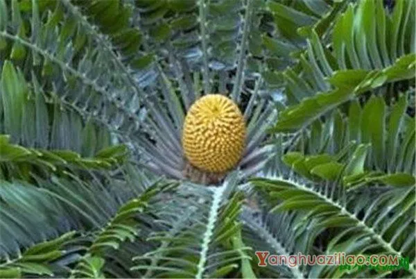 伍德苏铁的花期和花语 伍德苏铁分布在哪里