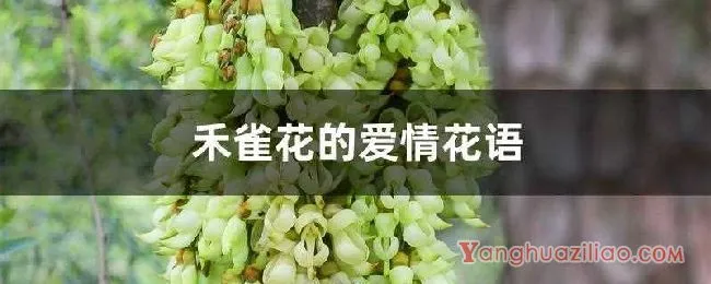 禾雀花的爱情花语