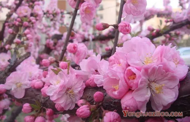 樱花的花语和传说