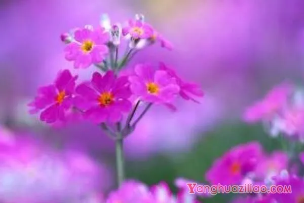 樱花草花语