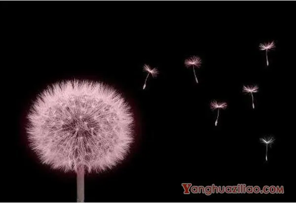 红色蒲公英的花语 至死不渝的爱