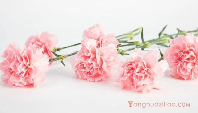 康乃馨的花语和象征意义 康乃馨的花语和象征意义是什么