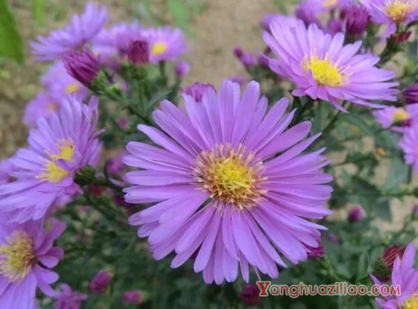 紫色雏菊的花语是什么，高贵优雅与纯洁_花语大全