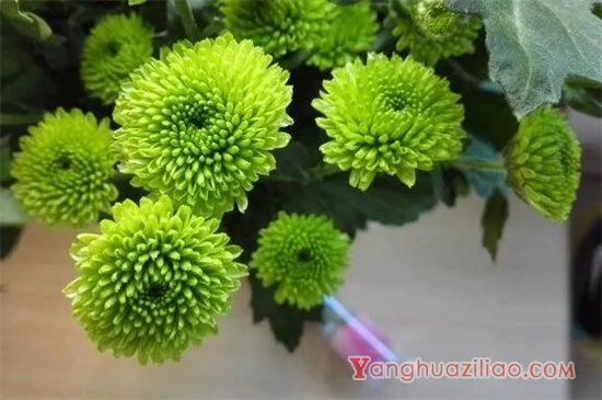 雏菊种类,雏菊花语是什么 雏菊种类,雏菊花语是什么