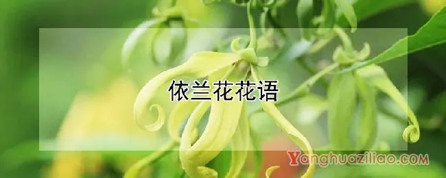 依兰花花语