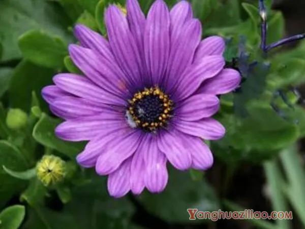 紫色雏菊的花语是什么，高贵优雅与纯洁_花语大全