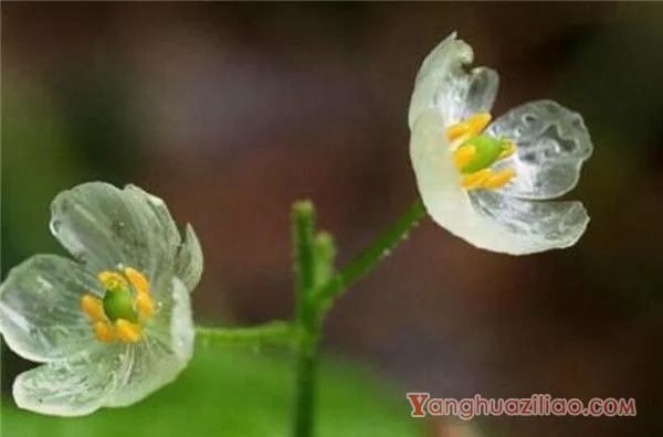 山荷叶花语是什么 世界上濒临灭绝的花有哪些