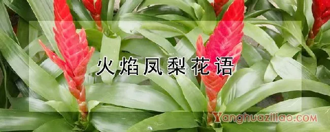 火焰凤梨花语