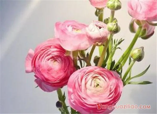 洋牡丹鲜切花怎么养 洋牡丹的花期和花语