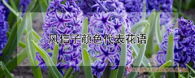 风信子颜色代表花语