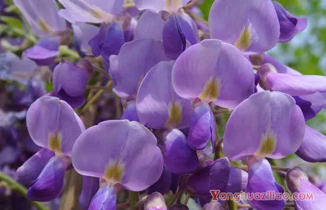 紫藤花的花语和传说
