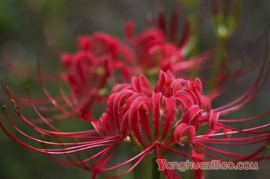 彼岸花曼珠沙华和曼陀罗不是同一种花 彼岸花曼珠沙华和曼陀罗的花语