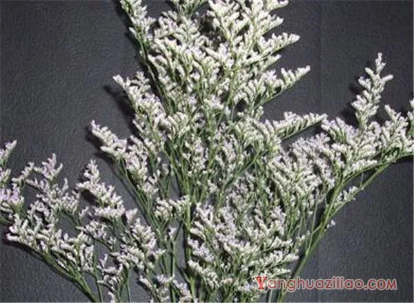 情人草花语与寓意 情人草怎么养