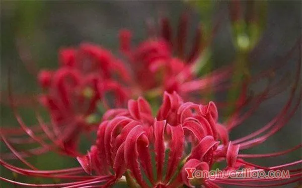 曼珠沙华开花时间和图片 曼珠沙华的花语和传说