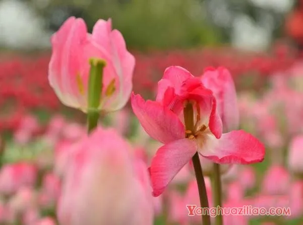 粉色郁金香的花语_花语大全