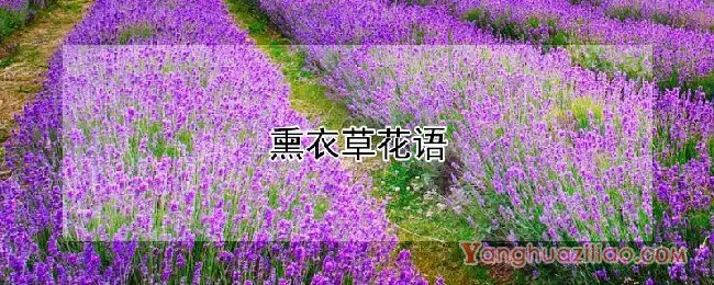 熏衣草花语