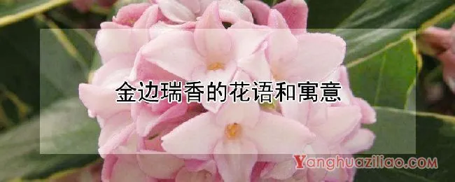 金边瑞香的花语和寓意