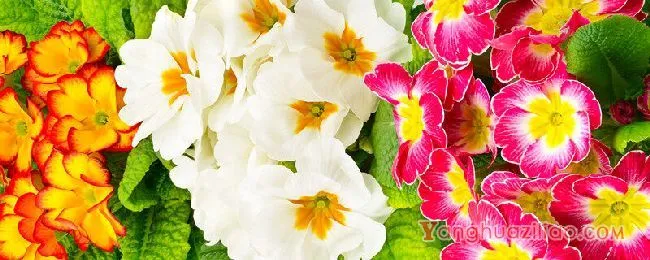 樱花草的花语是什么 樱花草有什么花语