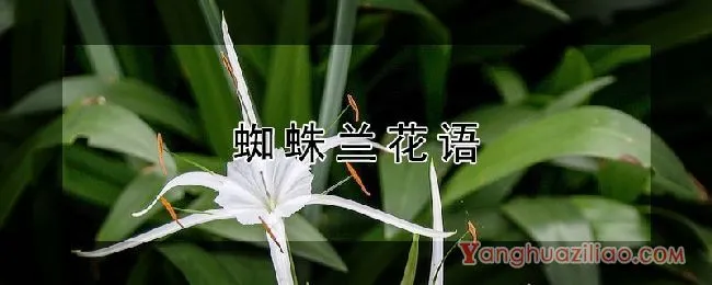蜘蛛兰花语