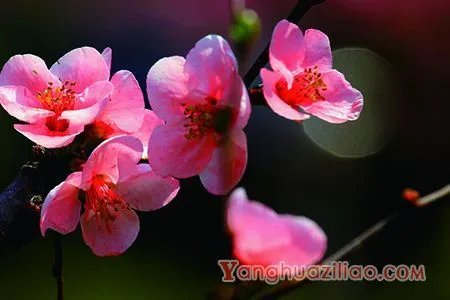 海棠花的花语是什么，海棠花是否有毒呢