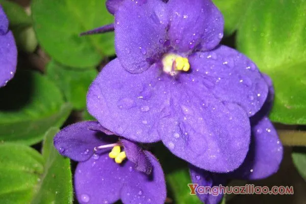 白色紫罗兰的花语