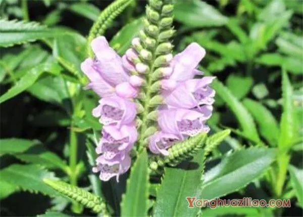 随意草的栽培管理 随意草花语是什么