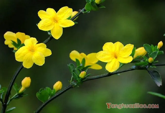 迎春花花语是什么，美丽的传说