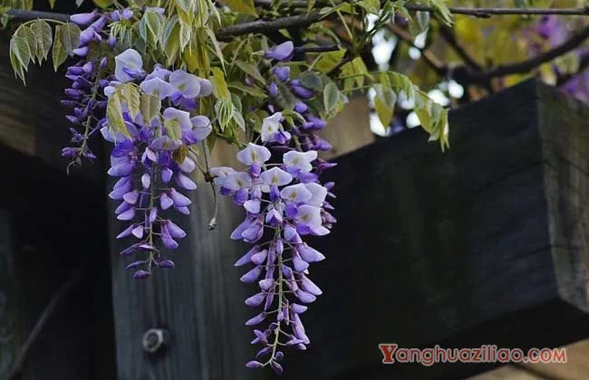 紫藤花的花语和传说