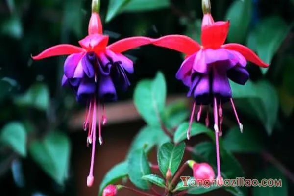 宝莲灯花的花语