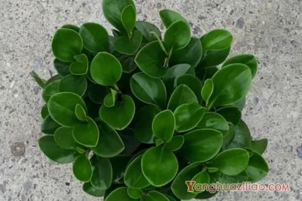 圆叶椒草花语