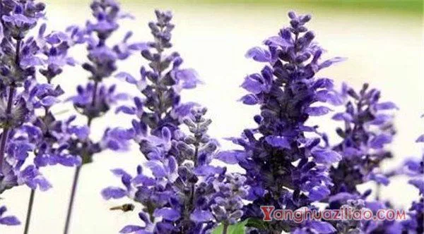 兰花鼠尾草花期花语 蓝花鼠尾草的繁殖方法和种植技术