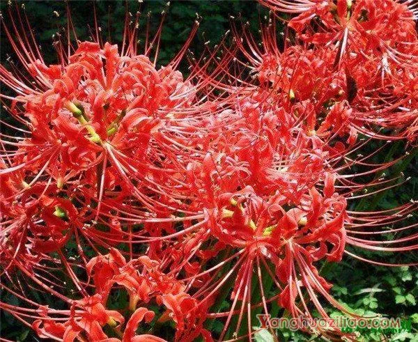 曼珠沙华开花时间和图片 曼珠沙华的花语和传说