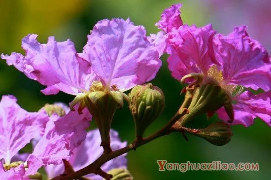 大花紫薇花语是什么