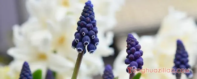 葡萄风信子花语