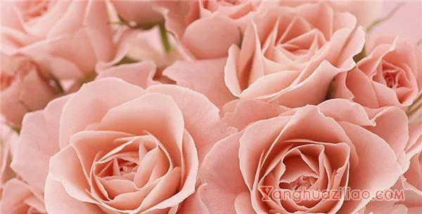 40朵玫瑰花语是什么意思，誓死不渝的爱情_花语大全