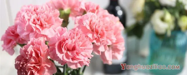 康乃馨的花语和象征意义 康乃馨的花语和象征意义是什么