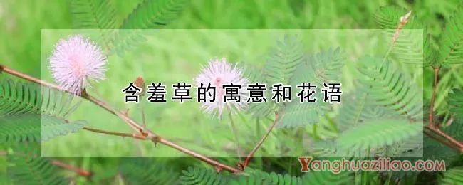 含羞草的寓意和花语