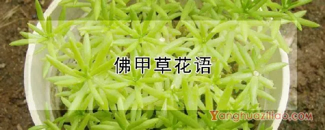 佛甲草花语