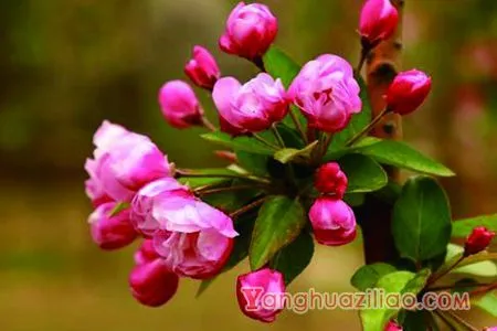 海棠花的花语是什么，海棠花是否有毒呢