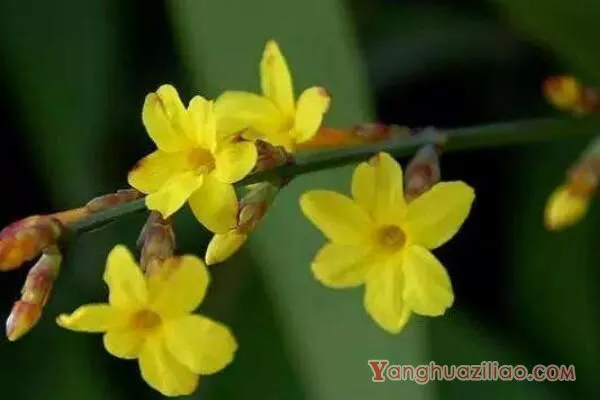 迎春花花语