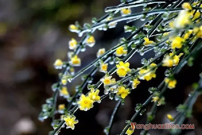 迎春花花语是什么，美丽的传说