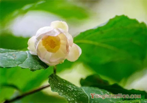 夏腊梅什么时候开花 夏腊梅香吗花语寓意是什么