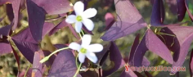 紫叶酢浆草花语 紫叶酢浆草寓意
