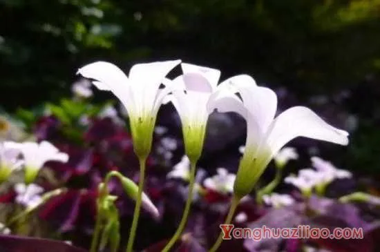 紫叶酢浆草花语 紫叶酢浆草寓意