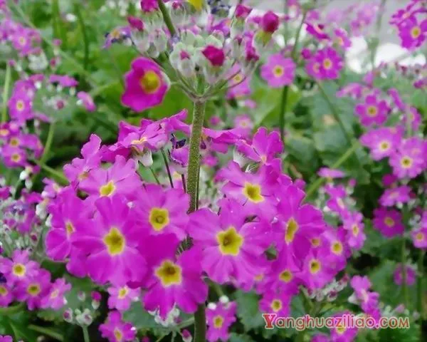 樱花草的花语|樱花草图片欣赏