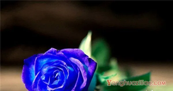 40朵玫瑰花语是什么意思，誓死不渝的爱情_花语大全