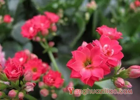 家庭种植花卉的花语总结：各种花卉的花语