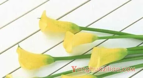 马蹄莲花语是什么？ (优雅，高贵，爱情，纯洁)