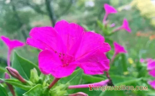紫茉莉花语是什么，忠贞/尊敬/质朴/猜忌/胆小/怯懦/迷人